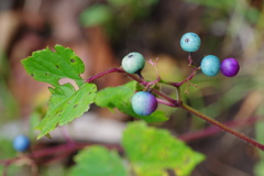 野ぶどう