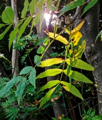 木洩れ陽