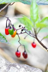 ヒヨドリジョウゴ