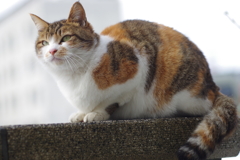 おかあさんねこ　2