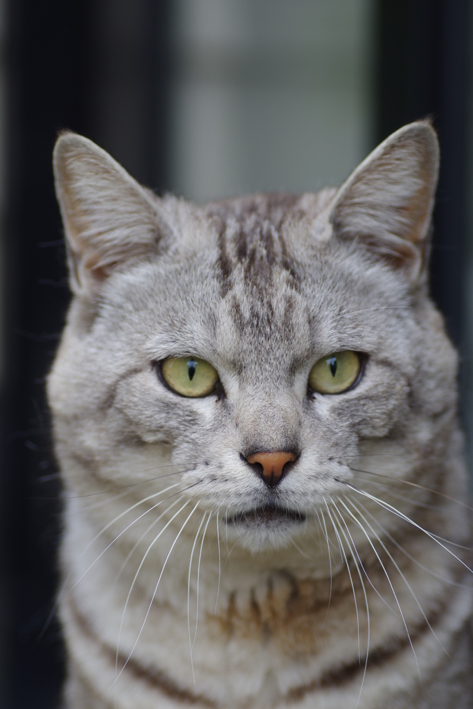 おとこねこ