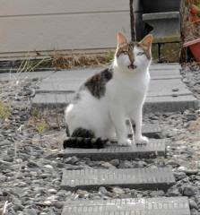 すじこ