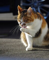 はるちゃん