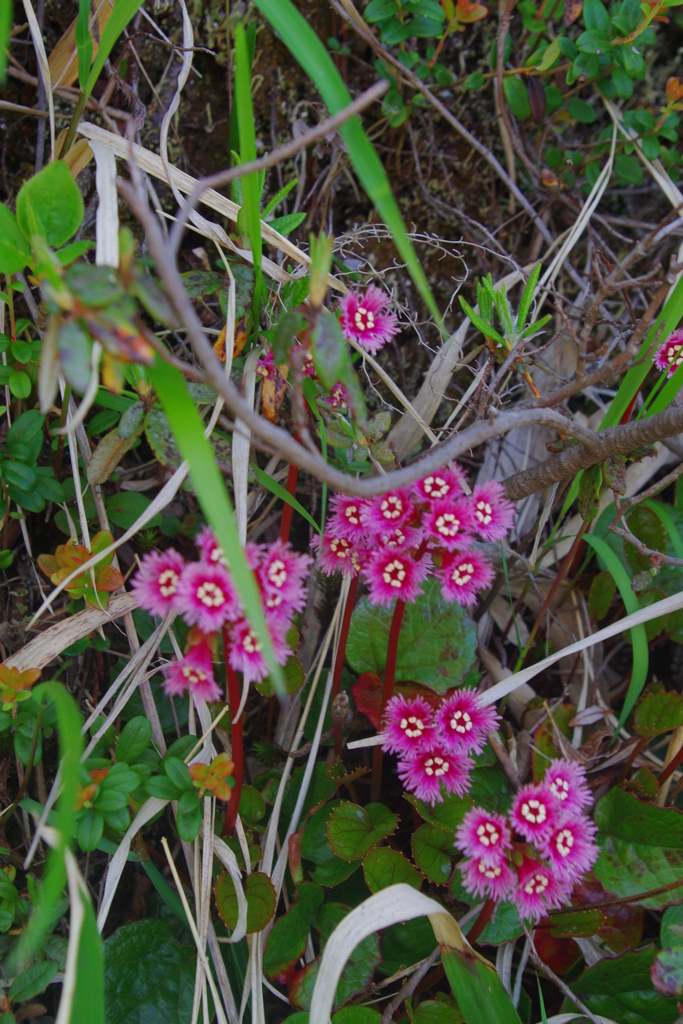 ｲﾜｶｶﾞﾐ　2