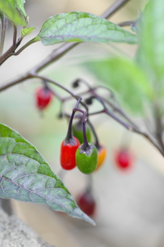 ヒヨドリジョウゴ