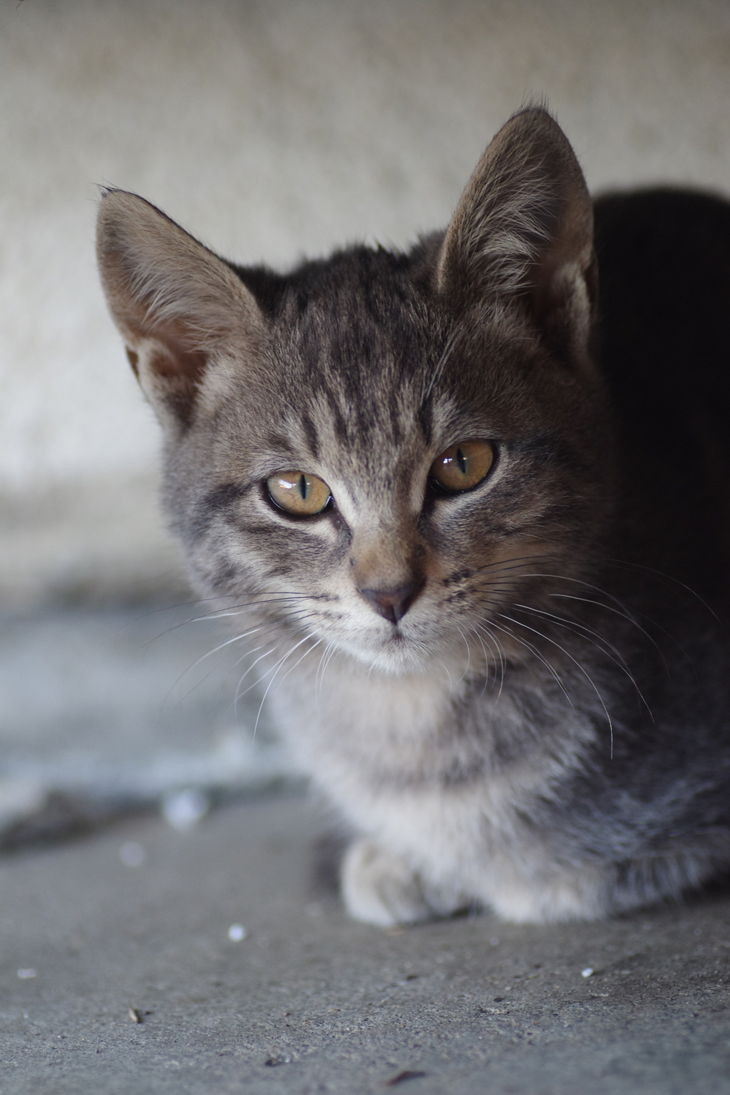 猫