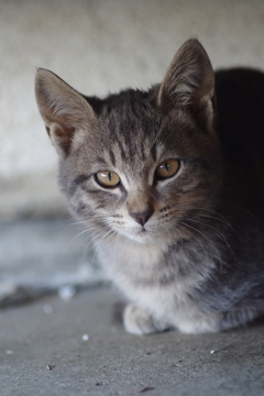 猫