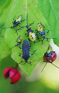 キバラヘリカメムシ