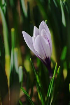 クロッカス