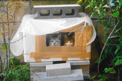ねこ2