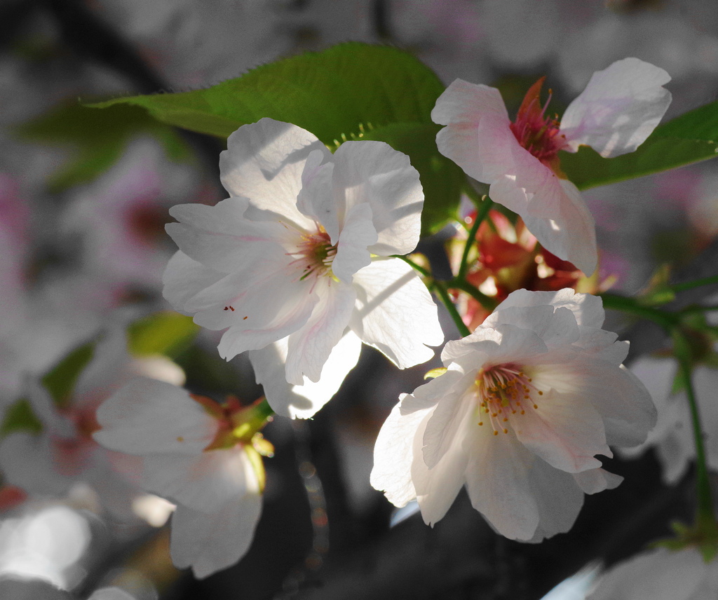 朝の桜