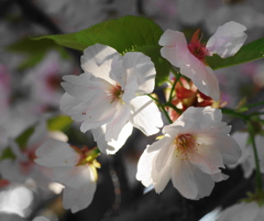 朝の桜