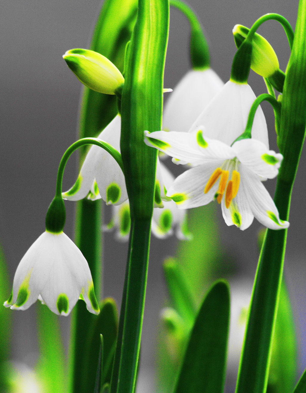 スノードロップ