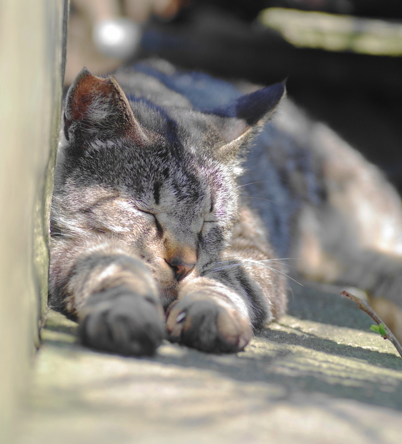 猫の時間