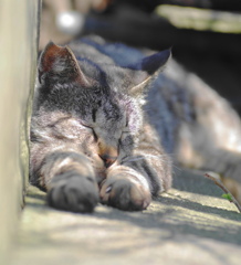 猫の時間