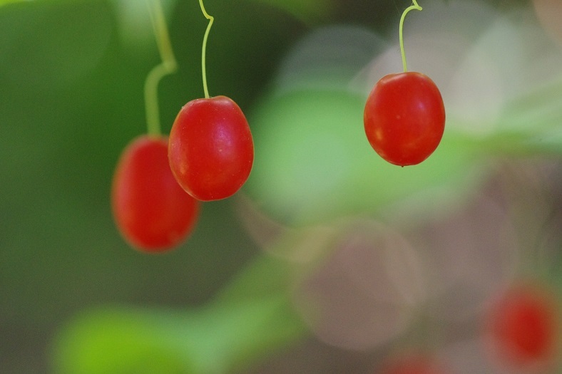 タケシマランの実