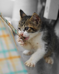 仔猫　1