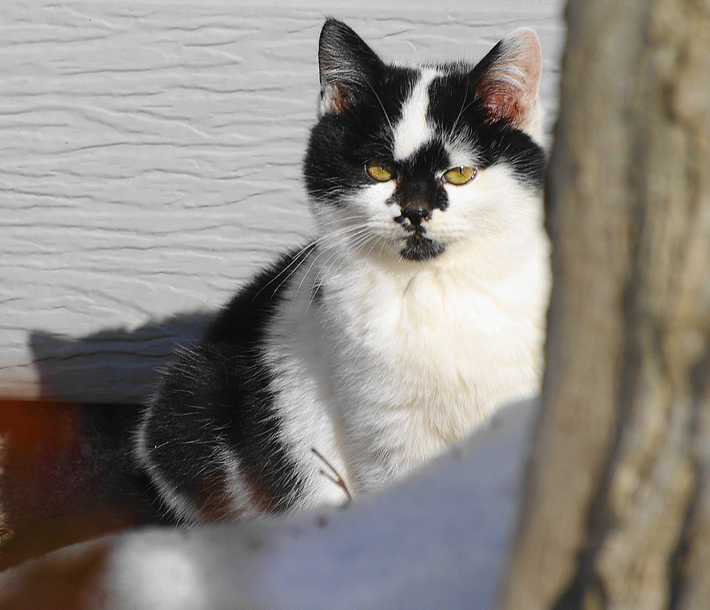 仔猫