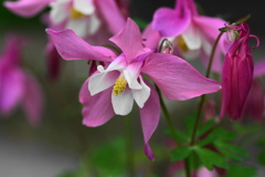 ピンクのオダマキ