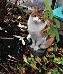 おかあさん猫