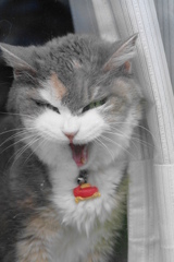 猫　2