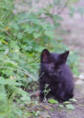 猫　2