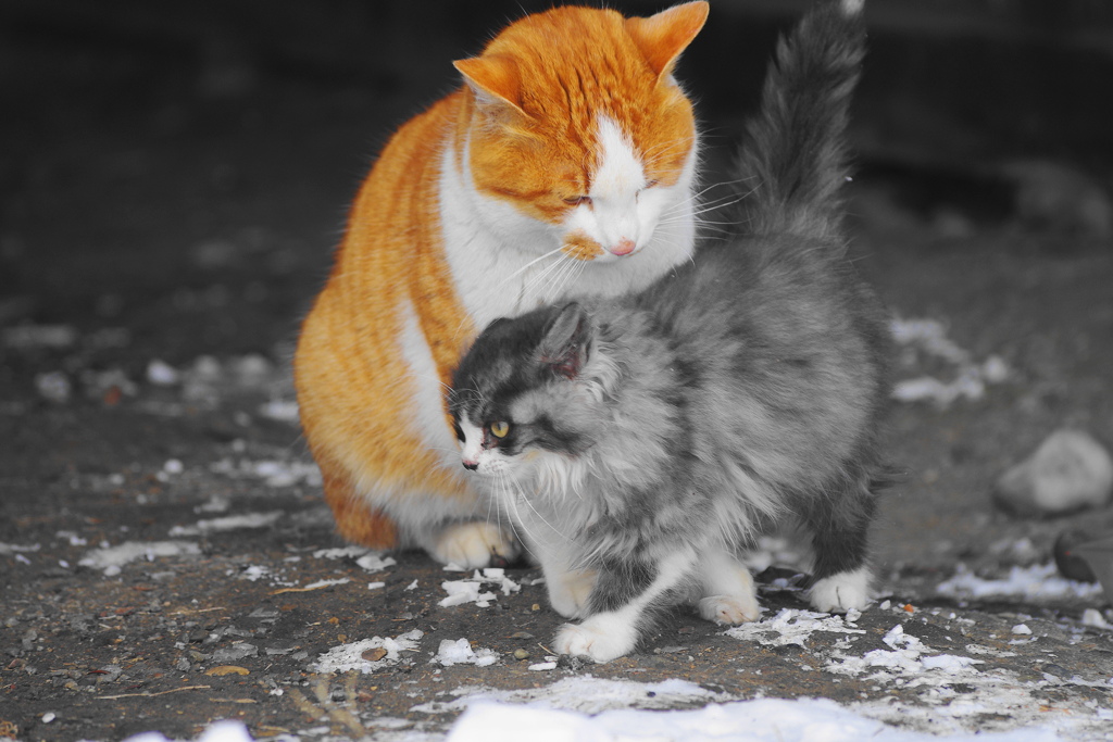 仔猫とマロちゃん