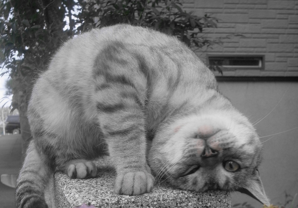猫