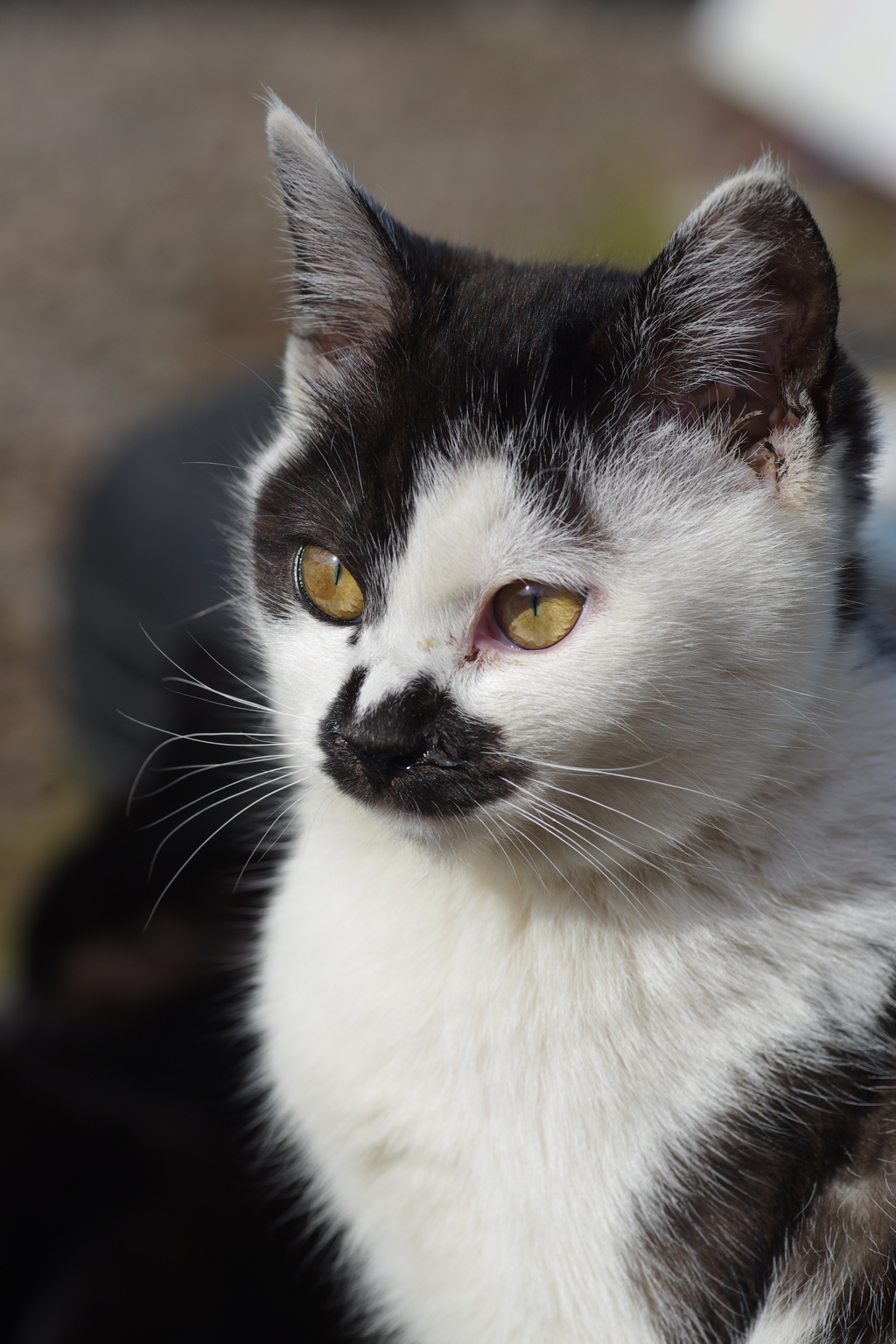 猫
