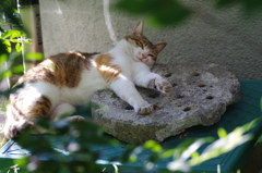 お昼寝　2