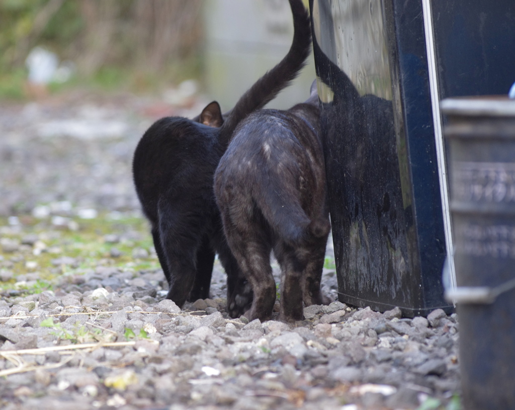お兄ちゃんと仔猫