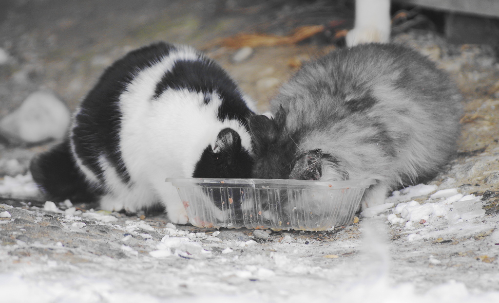 ふたりの仔猫