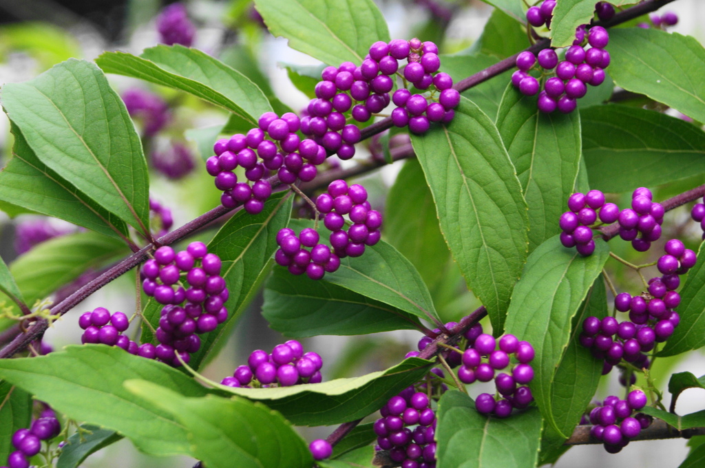 ムラサキシキブ