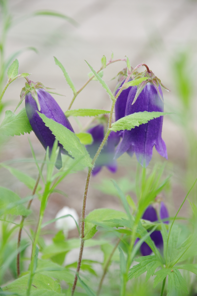 ﾎﾀﾙﾌﾞｸﾛ