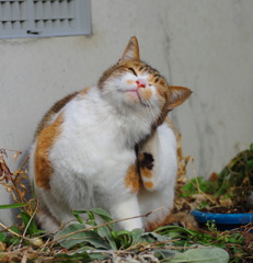 おかあさんねこ