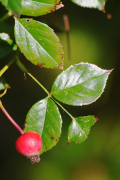 薔薇の実