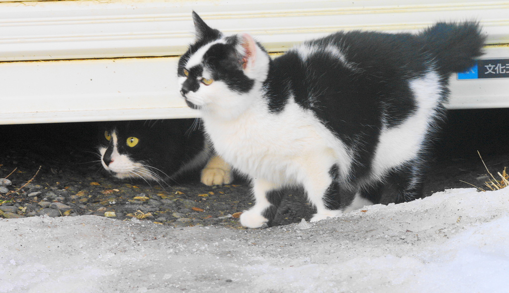 仔猫とお母さん