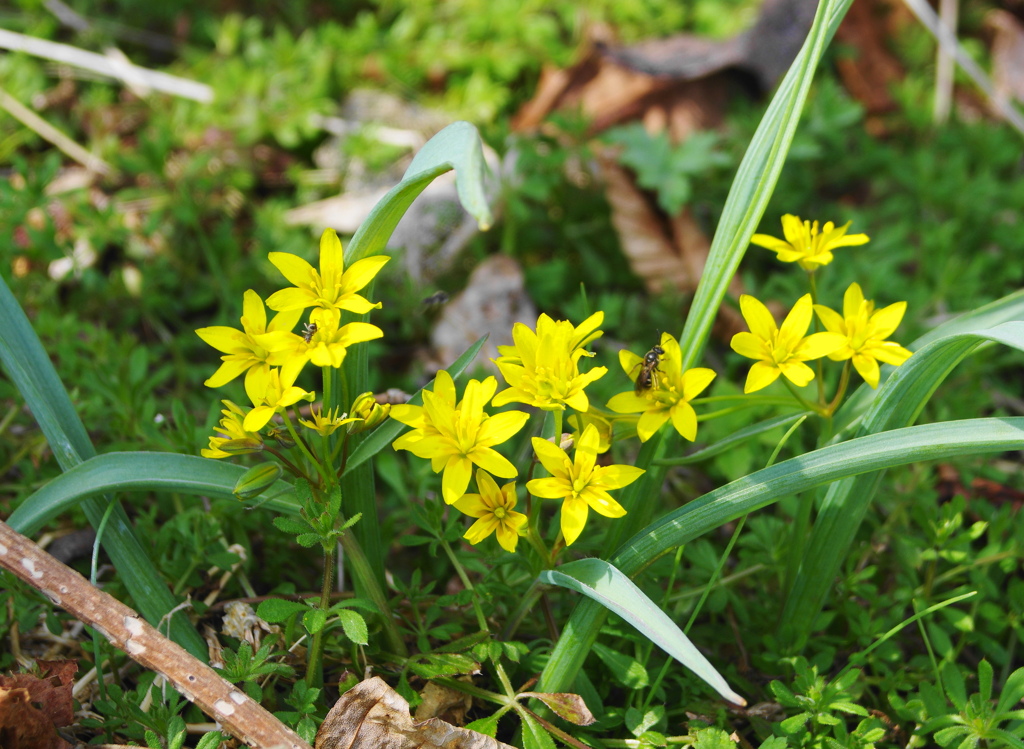 キバナノアマナ