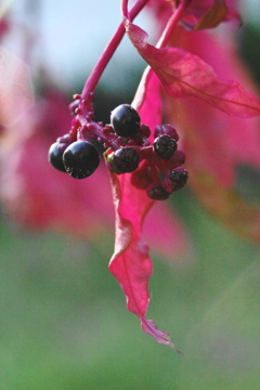 ヨウシュヤマゴボウ