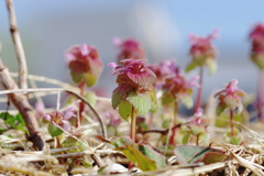 ヒメオドリコソウ