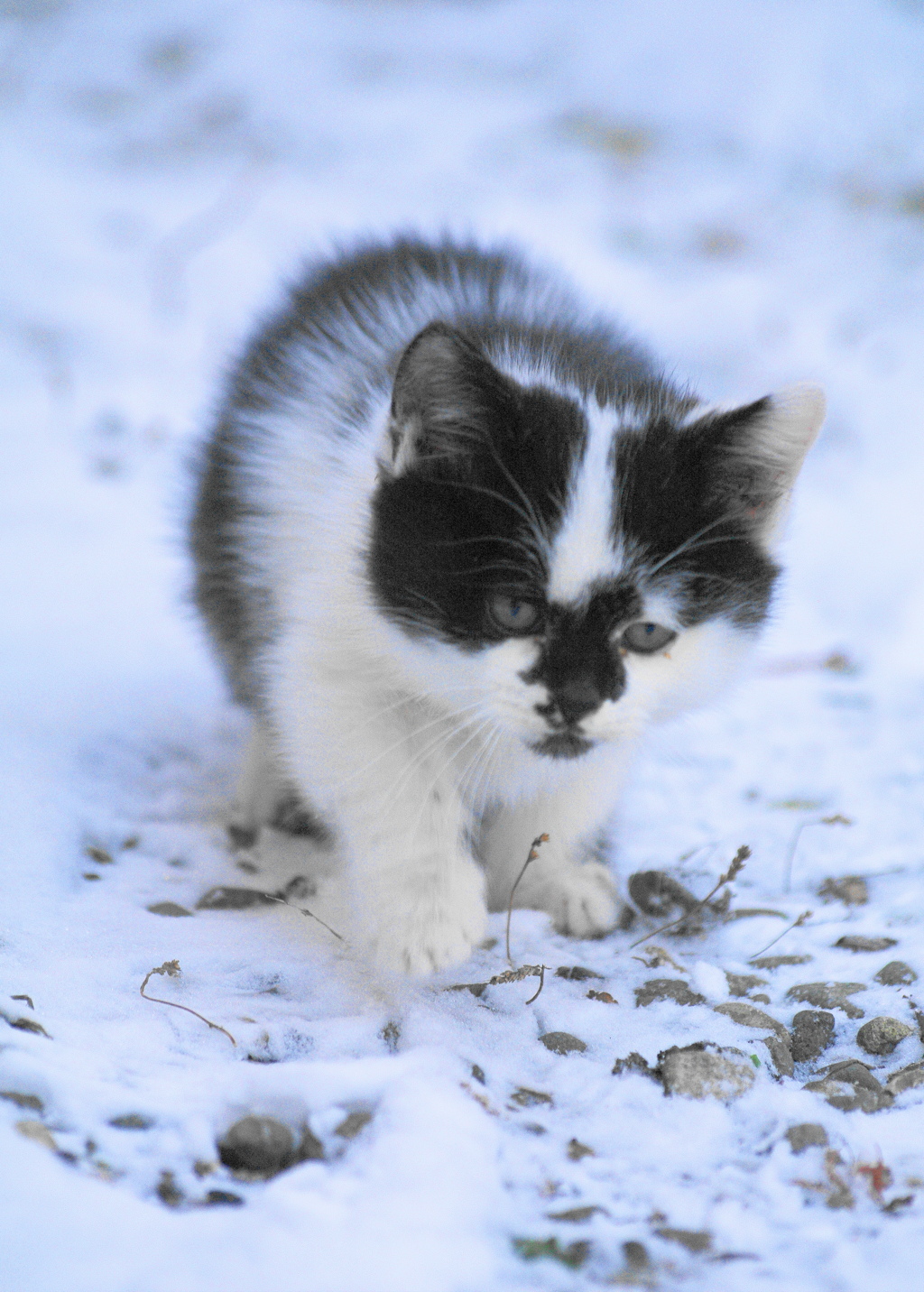 仔猫