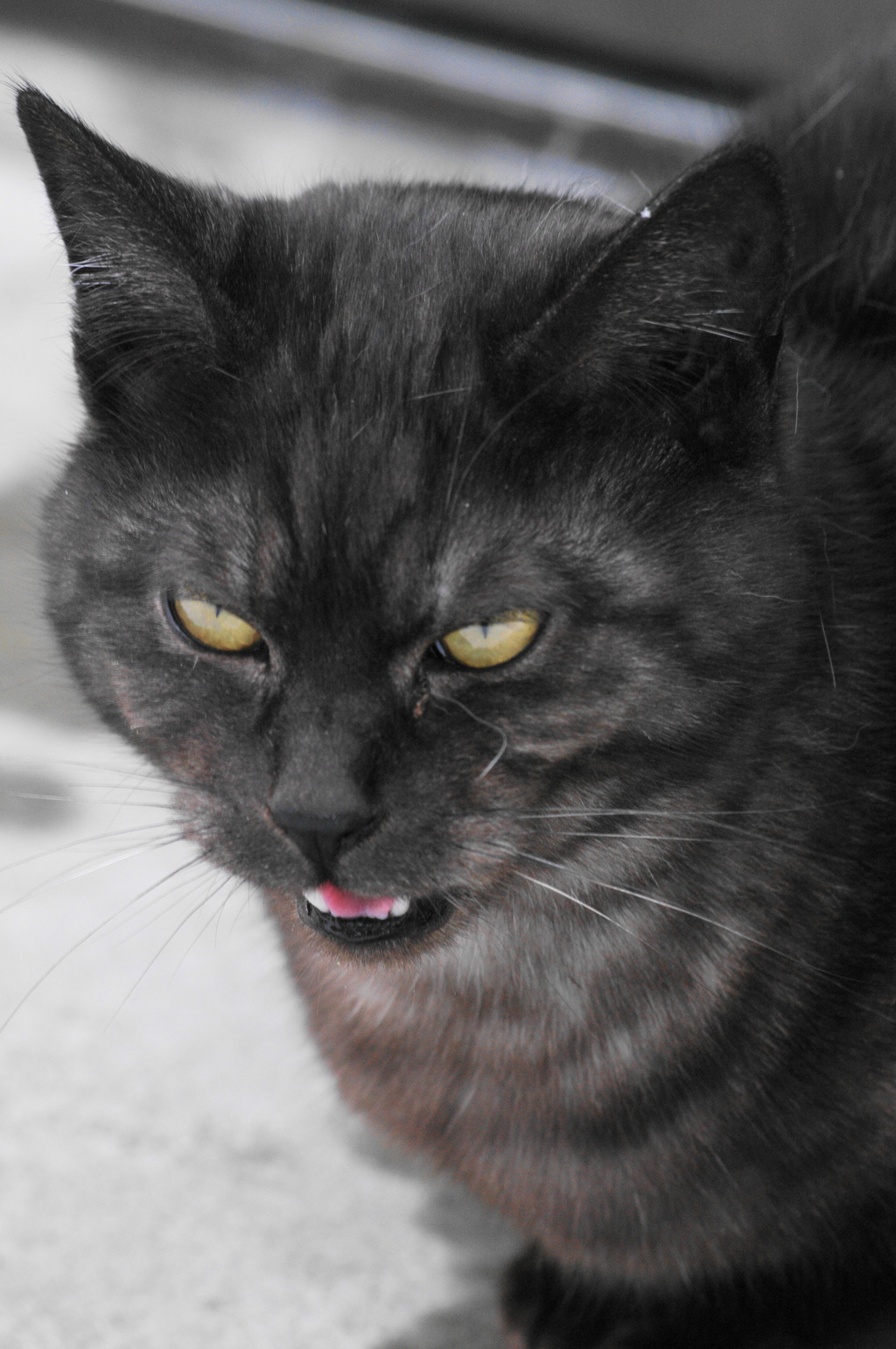 猫