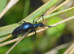 ヒメツキハンニュウ