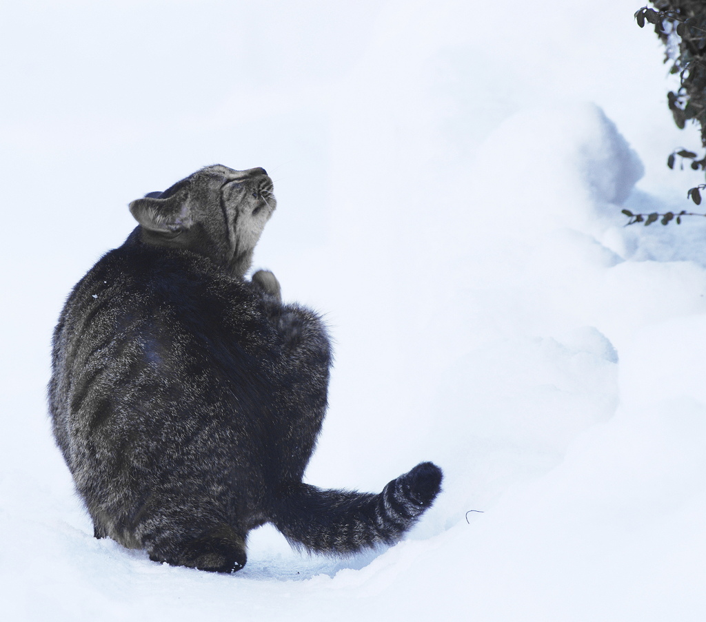 雪の中