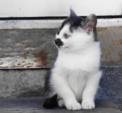 可愛い子猫