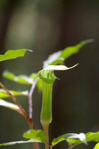春　2