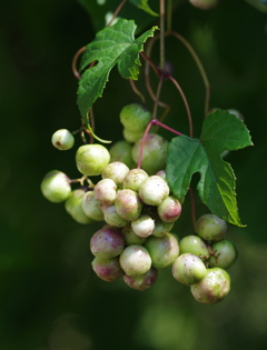 野ブドウ