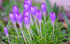 クロッカス