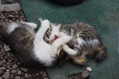 猫 2 猫 2