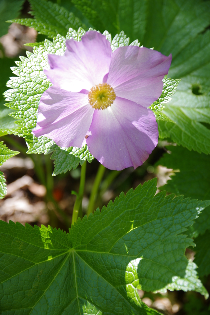 しらねあおい　2